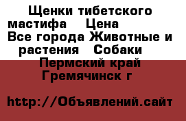 Щенки тибетского мастифа. › Цена ­ 30 000 - Все города Животные и растения » Собаки   . Пермский край,Гремячинск г.